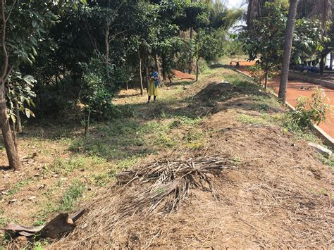 Jakkur Lake Community Garden — Ananas