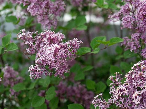 What Is A Dwarf Lilac Tree: Types Of Dwarf Lilacs For The Landscape