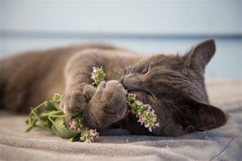 What Does Catnip Do to Cats? The Science Behind Catnip's Effect on Cats ...