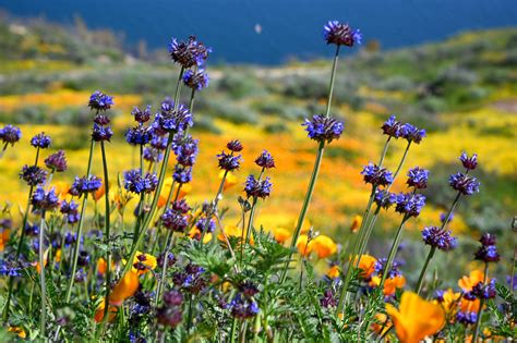 California Wildflowers: How to Catch the Spring Blooms - The New York Times