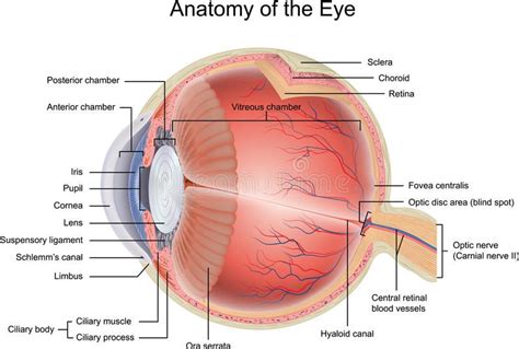 Anatomy of the Eye. In cross section view , #SPONSORED, #Eye, #Anatomy ...