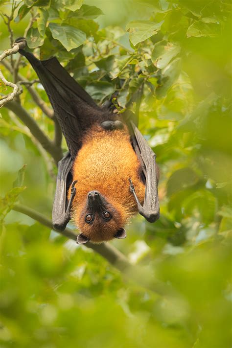 Indian Flying Fox - Francis J Taylor Photography