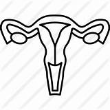Uterus Coloring Outline Pages sketch template