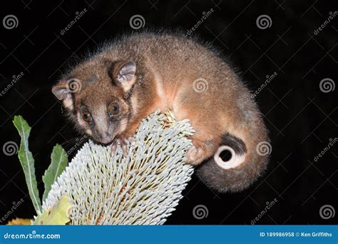 Common Ringtail Possum stock photo. Image of peregrinus - 189986958