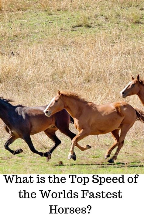 An examination of how horses are able to run so fast, and what horse ...