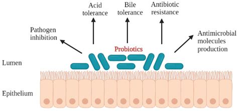 Foods | Free Full-Text | Lacticaseibacillus rhamnosus: A Suitable ...