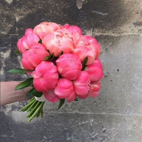 Coral Charm Peonies for Stunning Wedding Bouquets