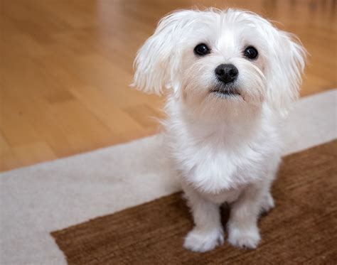 3 Best Tiny Dog Breeds Good For Apartment Living And Little Girls
