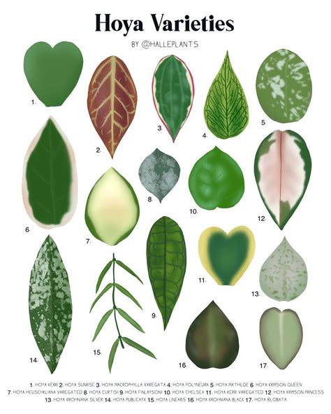 Hoya Varieties Plant Identification Chart Digital Download - Etsy ...