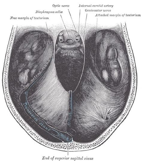 Diaphragma sellae - Alchetron, The Free Social Encyclopedia