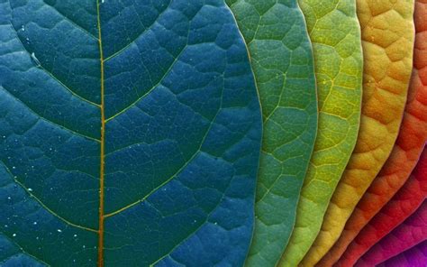 Rainbow leafs. | Colorful leaves, Leaf wallpaper, Nature wallpaper