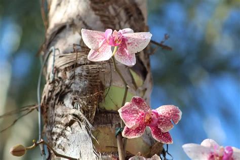 Aerial Roots On Orchids: 7 Important Questions - Orchideria