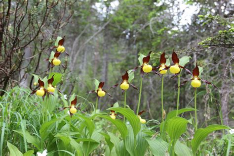 Cypripedium calceolus l Distinctive Orchid Variety - Our Breathing Planet