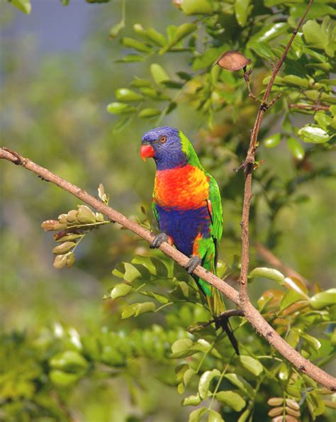 Passerine Birds are More Colorful Close to Equator, Study Confirms | Sci.News