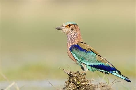 Indian Roller | Indian roller, Beautiful birds, Colorful birds