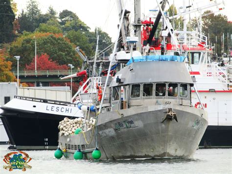 Purse Seine Fishing Fleet, Fishermen's Terminal, Puget Sound Commercial Salmon Fall Fishing ...