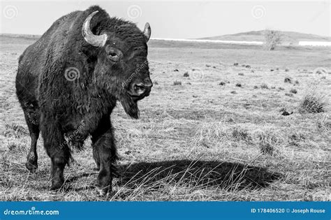 American Bison Photographed in Black and White Stock Photo - Image of ...