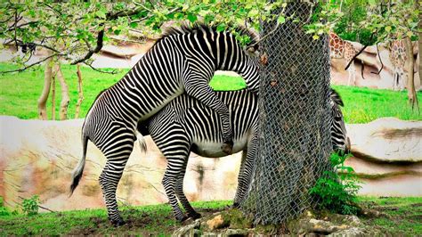 ZEBRA MATING: A phenomenon that's going viral on YouTube. - YouTube