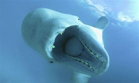 Beluga_whale_GPN224991_Species | Photos | WWF