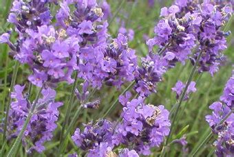 Lavender Plants Benefits - panito33