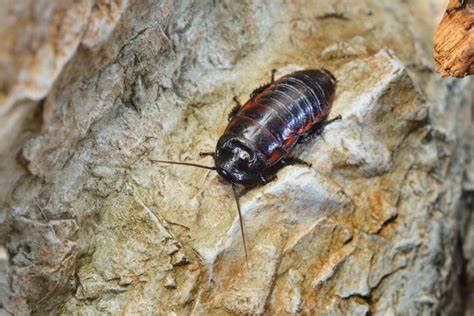 How To Get Rid Of Cockroach Bites - All About Roaches