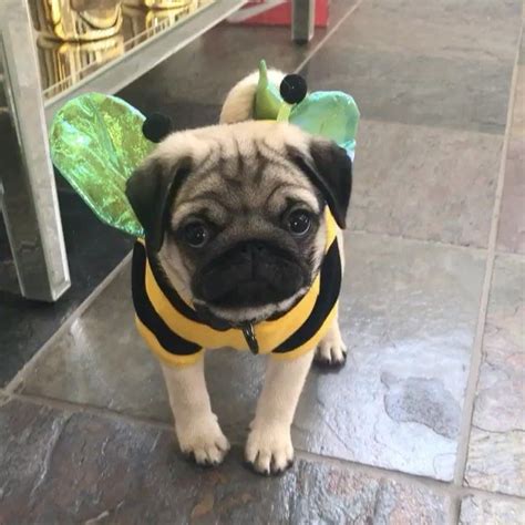 30 Pugs In Halloween Costumes To Warm Your Dark, Spooky Soul | Pugs ...