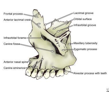 Facial Bone Anatomy: Overview, Mandible, Maxilla