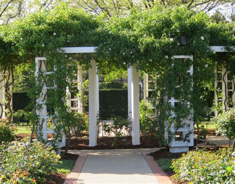 Rose gardens at Old Parliament House – Canberra's Green Spaces