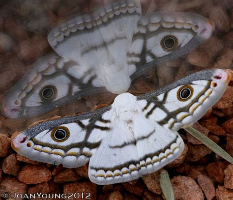 South African Photographs: Emperor Moth (Heniocha dyops)