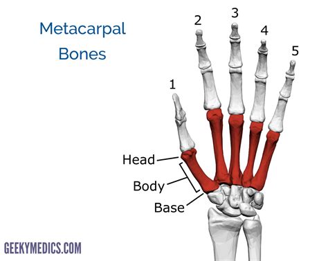 Bones of the Hand | Carpal Bones - Metacarpal bones | Geeky Medics