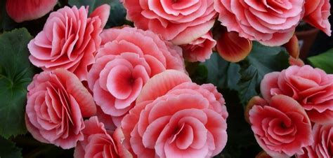 Are Begonias Indoor Plants? (Explained For Beginners!) - HouseplantsCorner - The Houseplants Experts