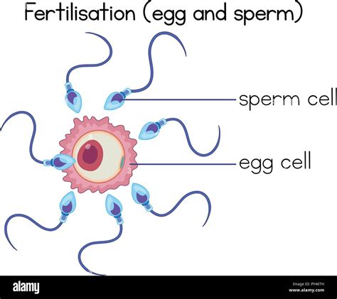 Fertilization Art Labeling Activity