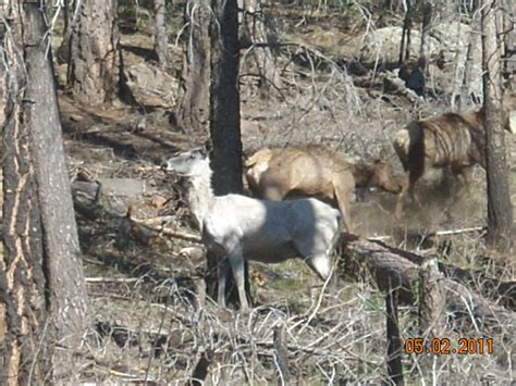 A3 Trophy Hunts LLC : Spring Scouting & Albino Elk