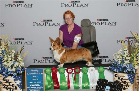 Meet the Winners of 2017 AKC Canine Excellence Winners | Pet news, Animals of the world, Dog cat