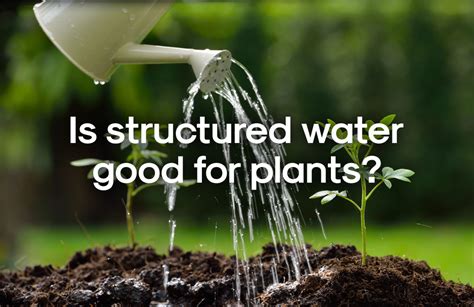 Is structured water good for plants? | The Vortex Water Revitalizer™