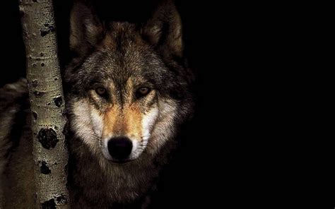 Black Wolf Wallpapers - Wallpaper Cave