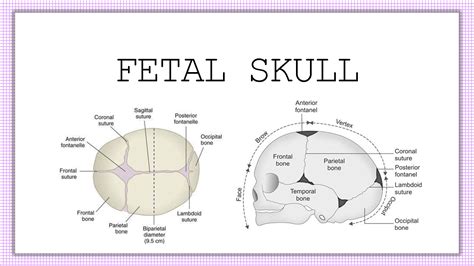 The Fetal Skull -Downloadable PDF Notes | lupon.gov.ph