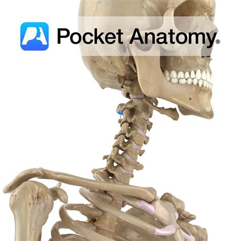 Cervical vertebra C3 - spinous process - Pocket Anatomy