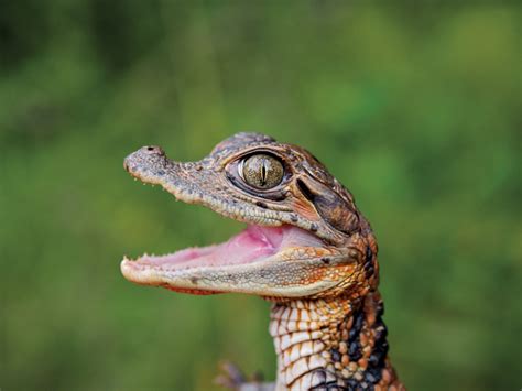 A baby spectacled caiman crocodile - Imgur | Cute reptiles, Crocodiles, Cute crocodile