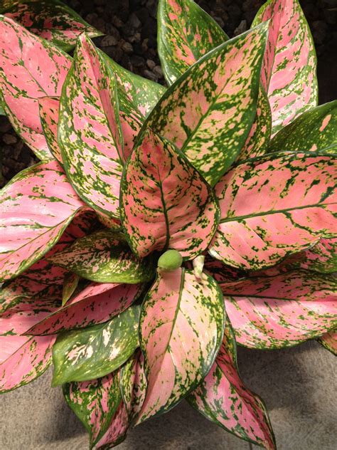 Pin by Aprille Curtis on Garden | Chinese evergreen, Household plants, Plants