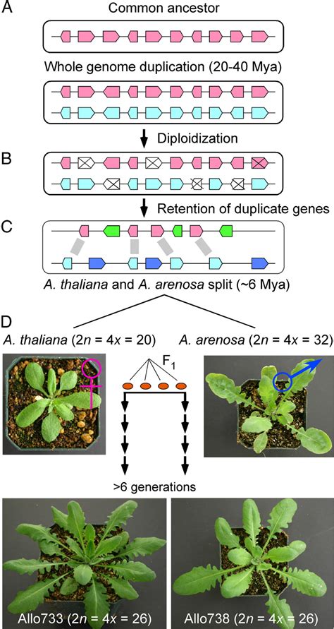 An experimental model for testing the effects of polyploidy on... | Download Scientific Diagram