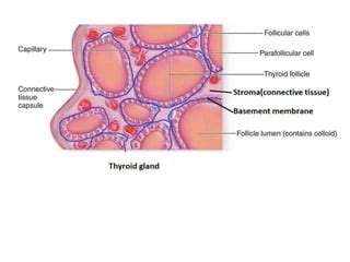 Histology of Thyroid follicle | PPT