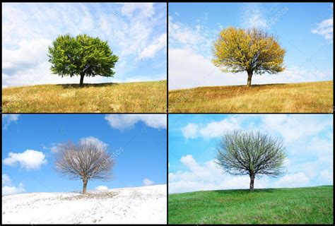 Árbol solo en temporada: fotografía de stock © puhfoto #2324592 ...