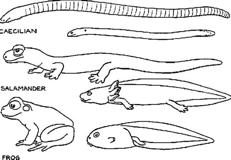 Figure 1 from The phylogeny of amphibian metamorphosis. | Semantic Scholar