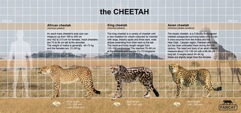 The cheetah size by bigfancat on DeviantArt