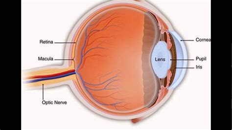 Function Of Pupil In Eye - YouTube