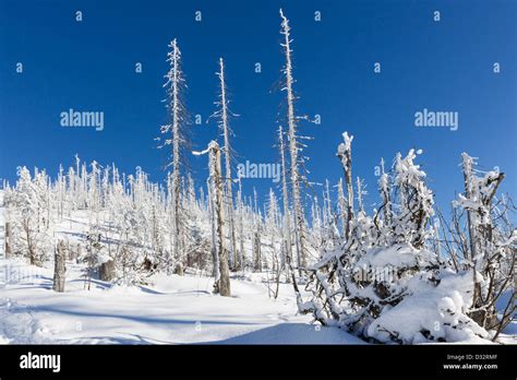 winter in bavarian forest, germany Stock Photo - Alamy