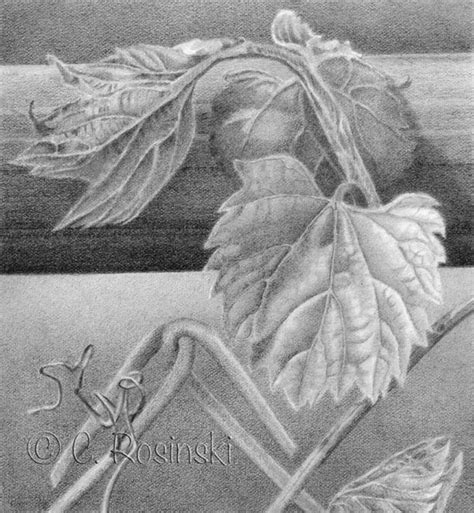 Grape Leaves In Graphite - Carol's Drawing Blog