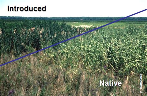 Phragmites Australis Identification