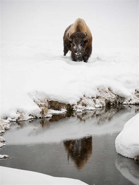 Amazing Wildlife Photos in Yellowstone National Park | Reader's Digest